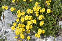 Helianthemum oelandicum